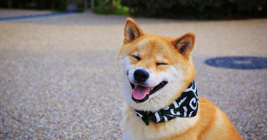 MARU el perro sonriente de Japón - RAYS MAGAZINE