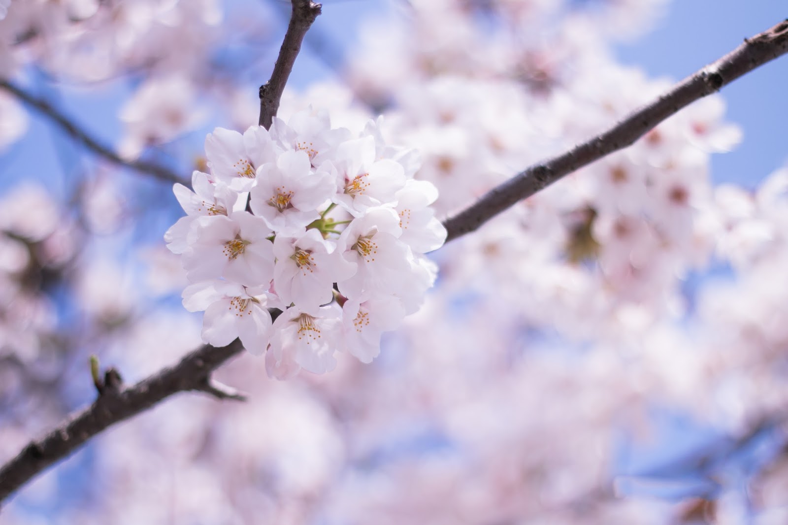 It's spring now. Spring again. Spring again. Spring песня. It s spring time again.