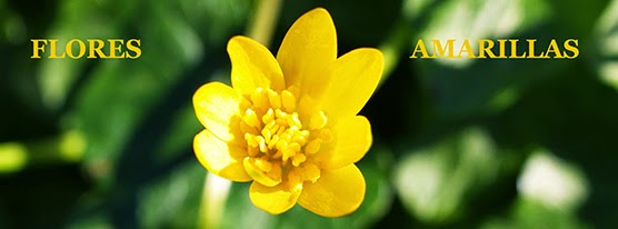 Celidonia menor (Ranunculus ficaria) flor amarilla