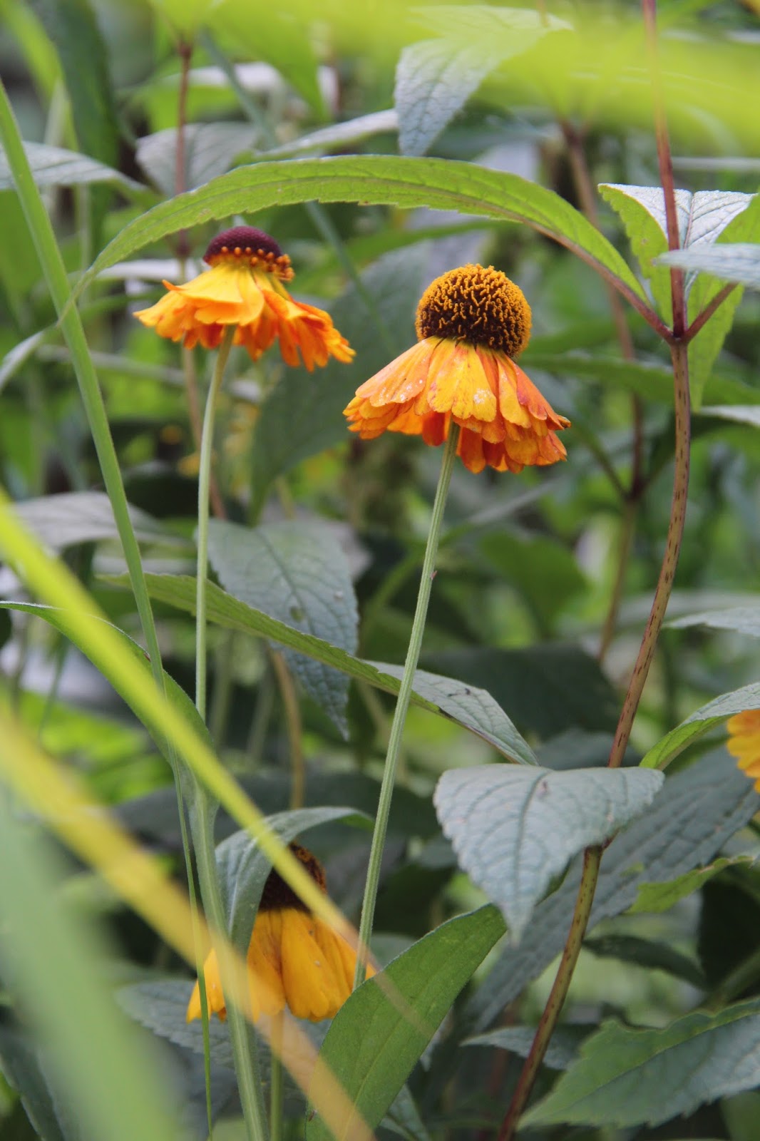 Je suis au jardin : Balade au jardin (2)