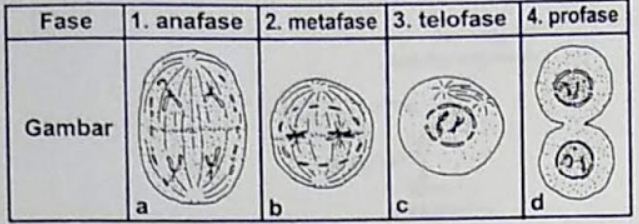Perhatikan tabel mitosis berikut ini! Hubungan yang tepat antara fase