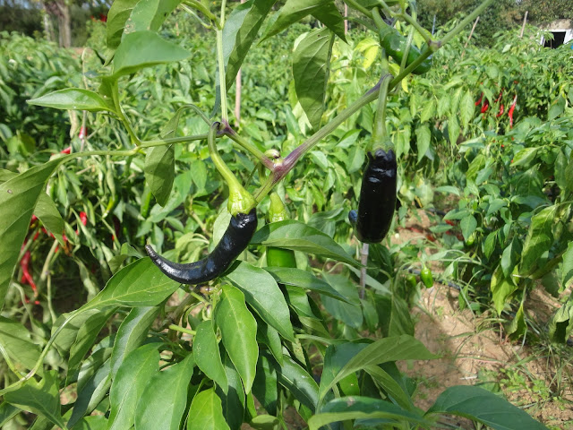 PIMIENTOS EN LA MATA ENNEGRECIDOS POR EL FRÍO 