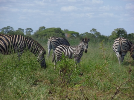 Peace Corps in The Mountain Kingdom: Eastern South Africa and Swaziland