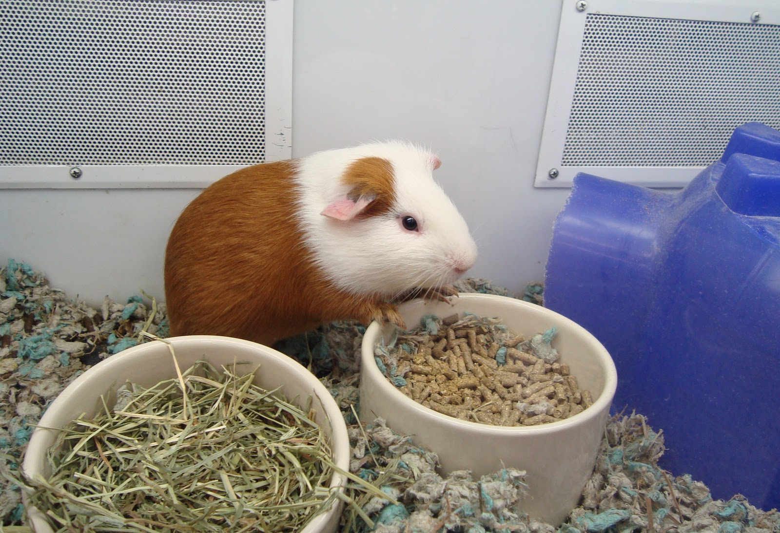 Animalia Support for the dog park