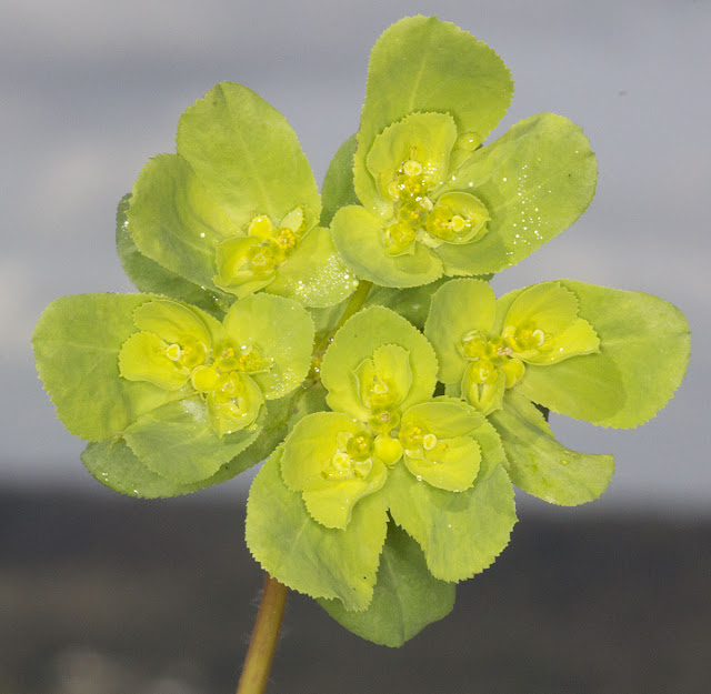 Sun Spurge, Euphorbia helioscopia.  Nashenden Down Nature Reserve, 14 April 2012.