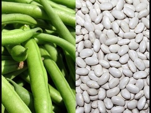 Rüyada Fasulye Görmek - Rüya Tabirleri ve Yorumları