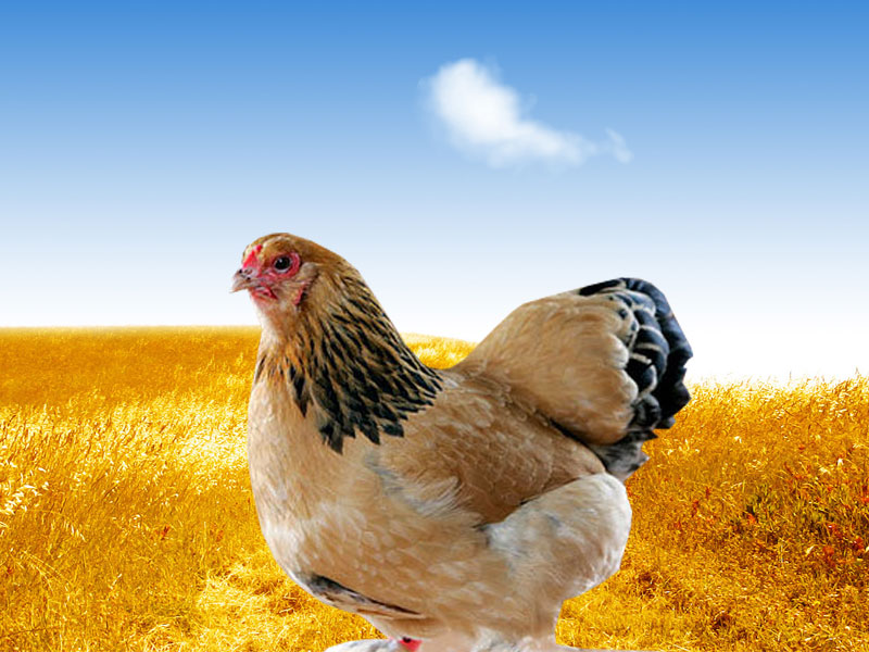 Wallpapers Download: Hen Wallpaper Background