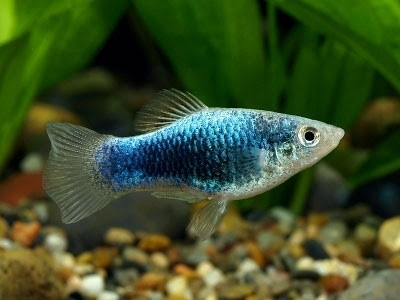 Pez platy Pez platy
