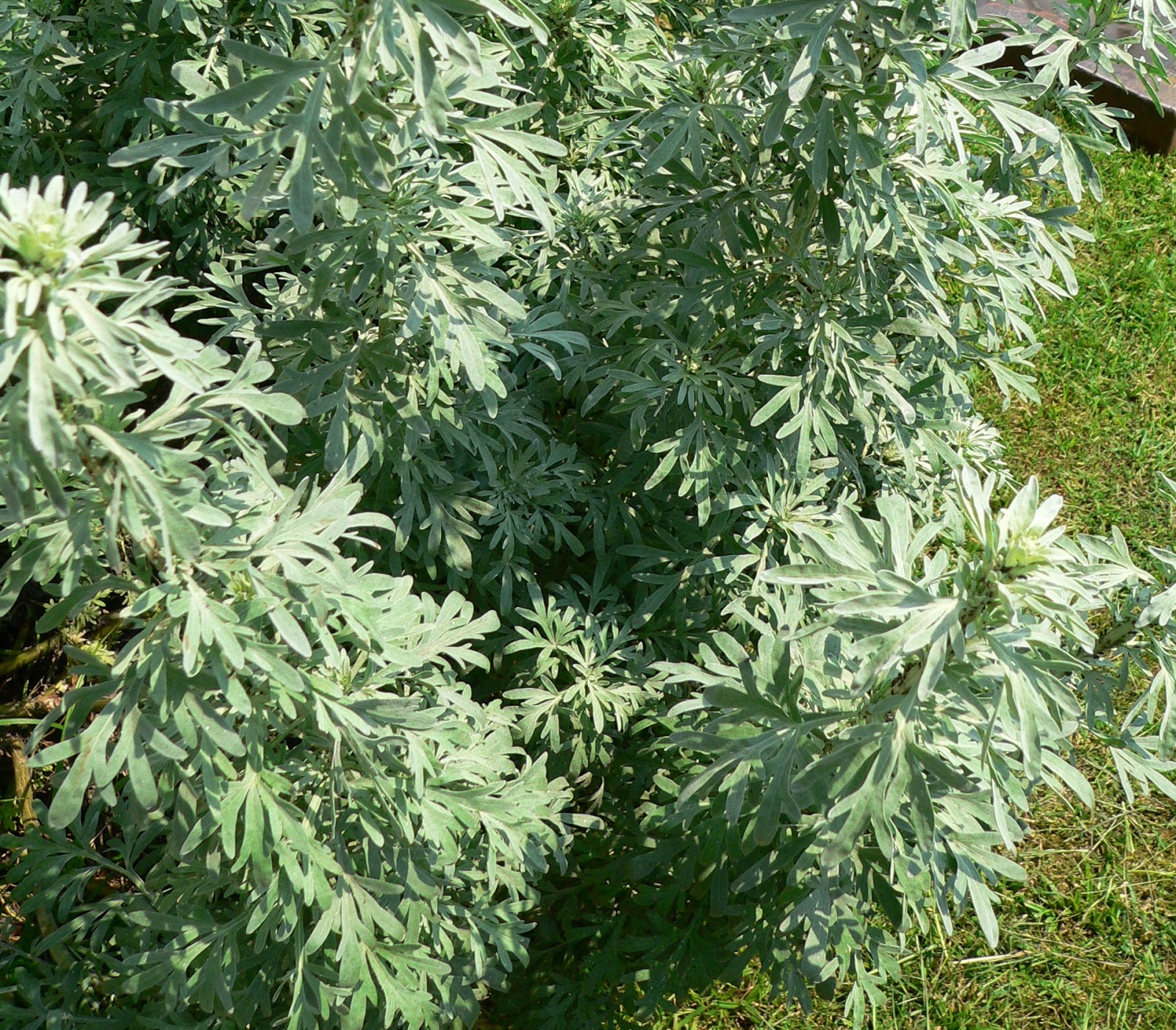 Полынь с цветами. Полынь обыкновенная Artemisia vulgaris l.. Полынь горькая (Artemisia absinthium). Полынь обыкновенная Aureovariegata. Артемизия абсинтиум.