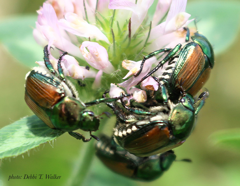 CB's Japanese Beetles