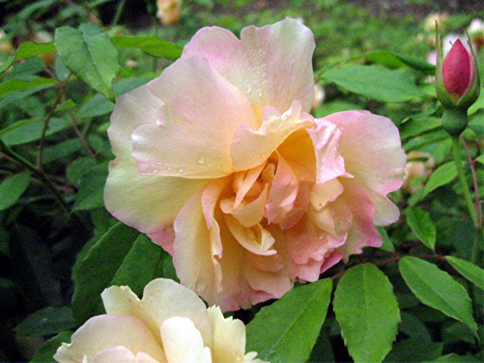 1003 Gardens: 5/1/11 - 5/8/11