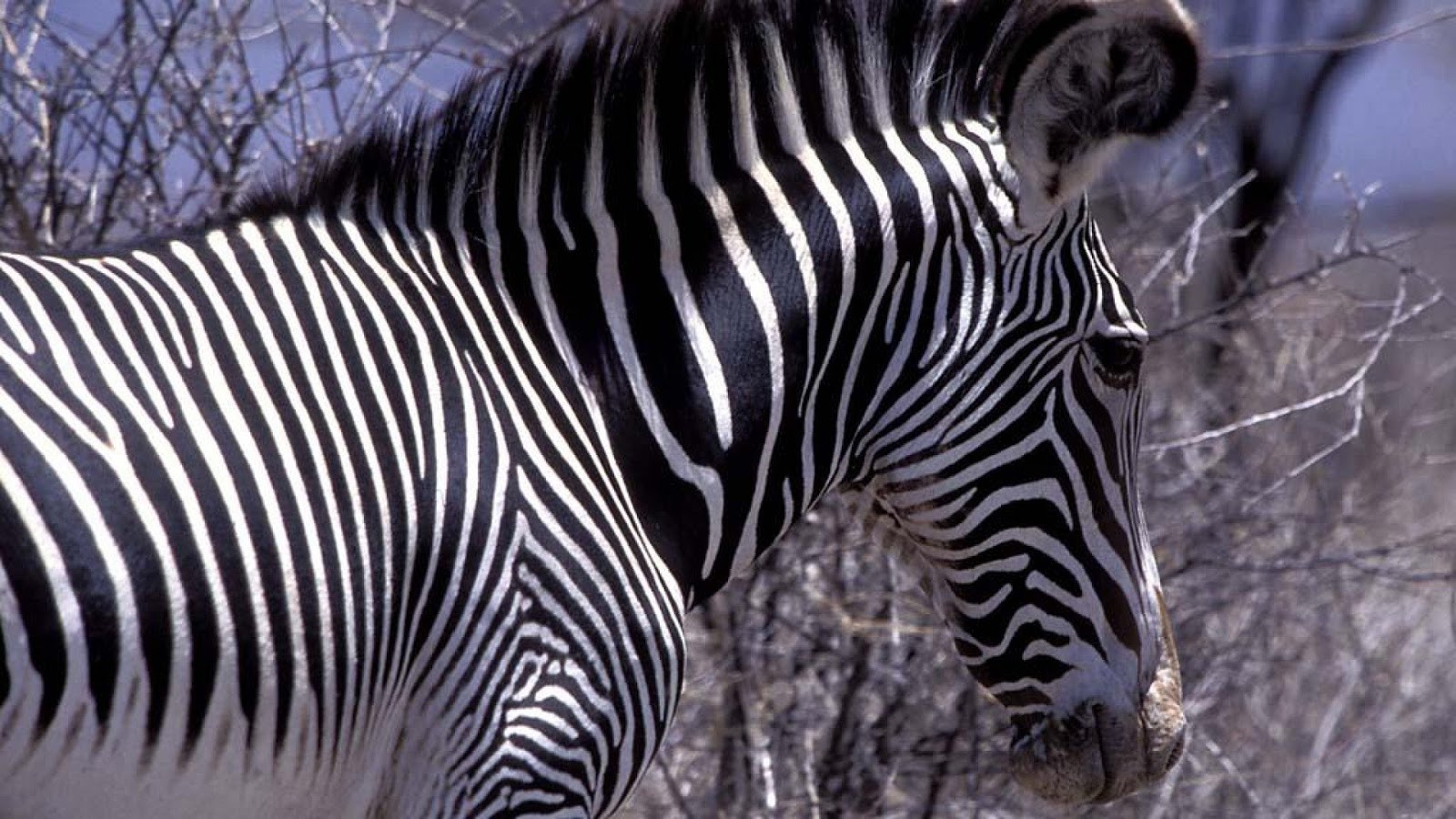 Почему у зебры не бывает стресса. Зебра. Самый большой Зебра. Зебра фото. Зебра в профиль.