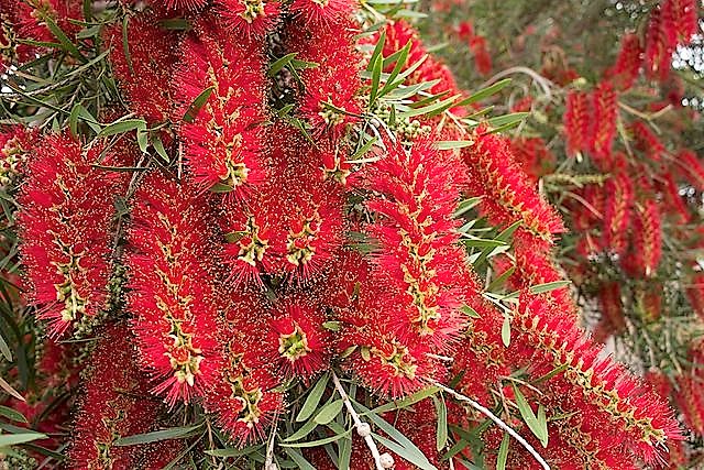 Red Callistemon viminalis flowers