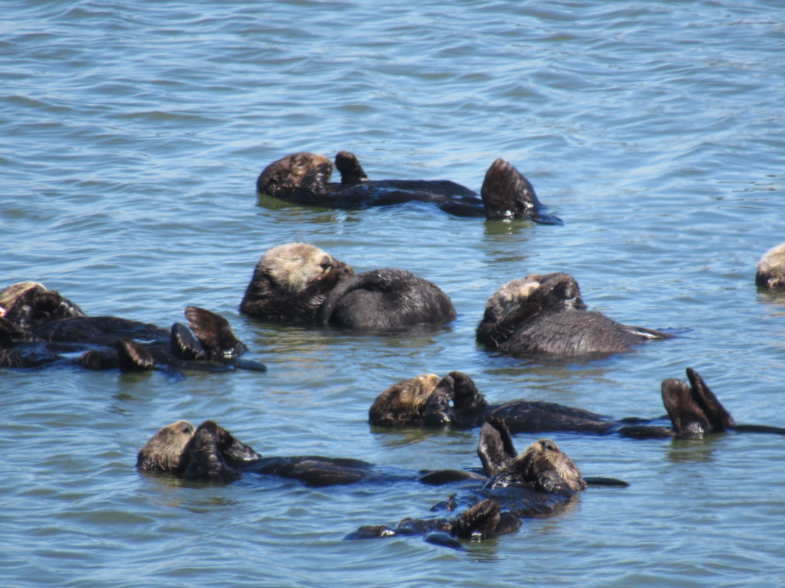 Celebrate A Conservation Success Story During Sea Otter Awareness Week!