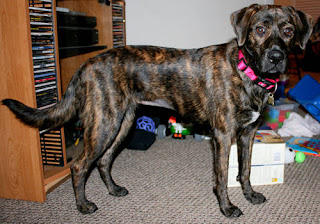 Dutch Shepherd German Shepherd Mix Dog German Shepherds