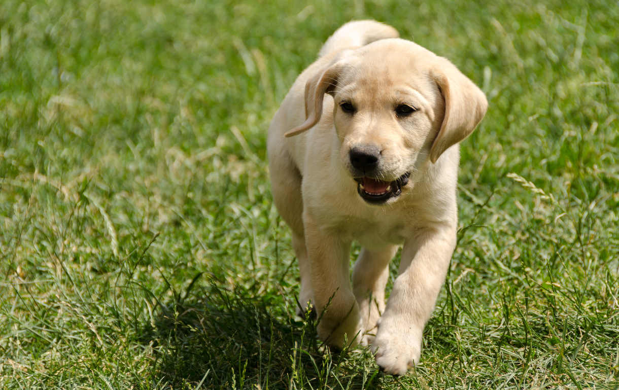 10 curiosidades incríveis sobre cachorros Portal Vídeo )