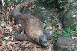 komodo kebun binatang ragunan jakarta