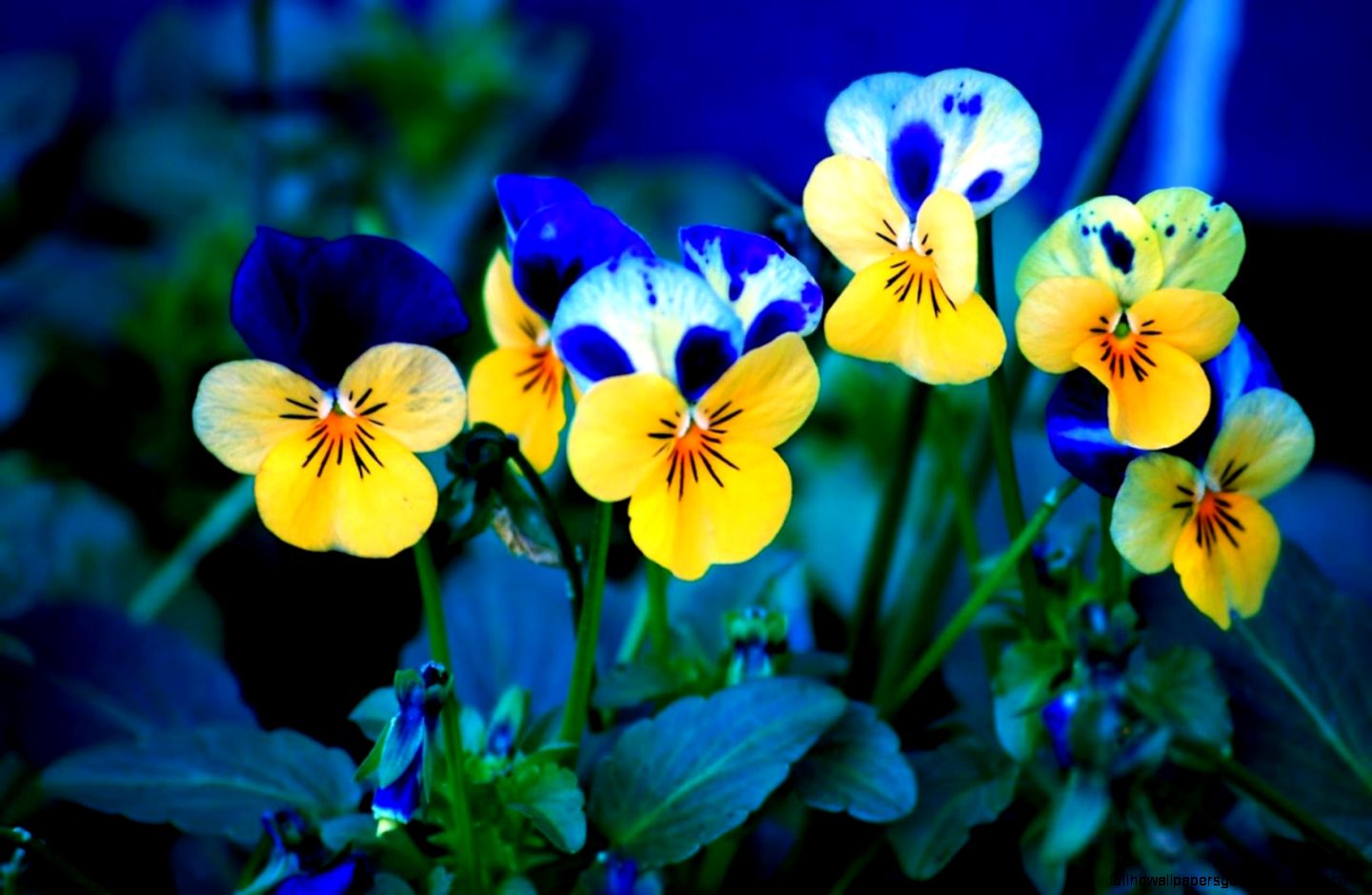 Beautiful Widescreen Desktop Spring Flowers