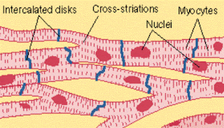 Class 12 Biology Questions ~ NEET Biology: Medical Entrance Biology