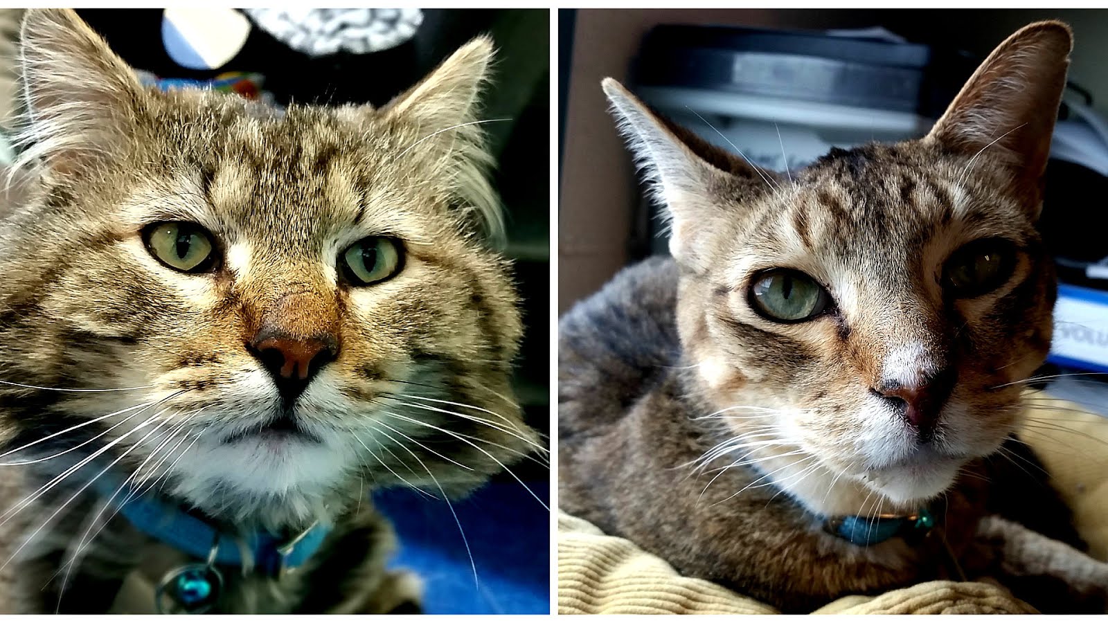 Feline immunodeficiency virus Cat Cat Choices