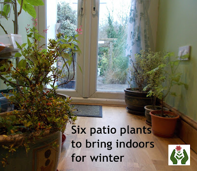 Plants indoors for winter Green Fingered Blog