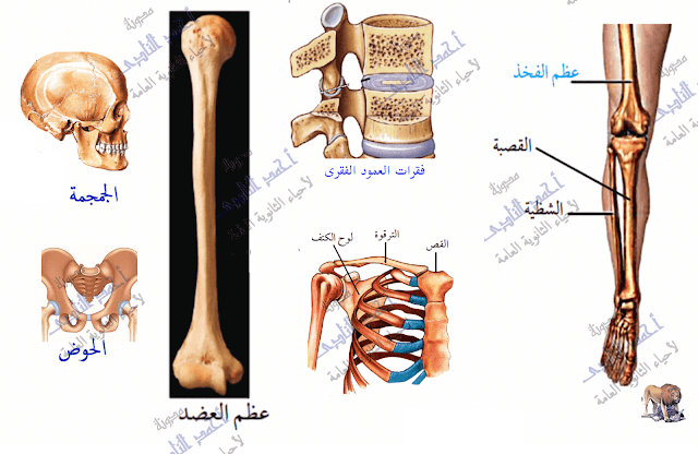 تركيب الجهاز المناعى - الأعضاء الليمفاوية - المركزية - نخاع العظام الأحمر