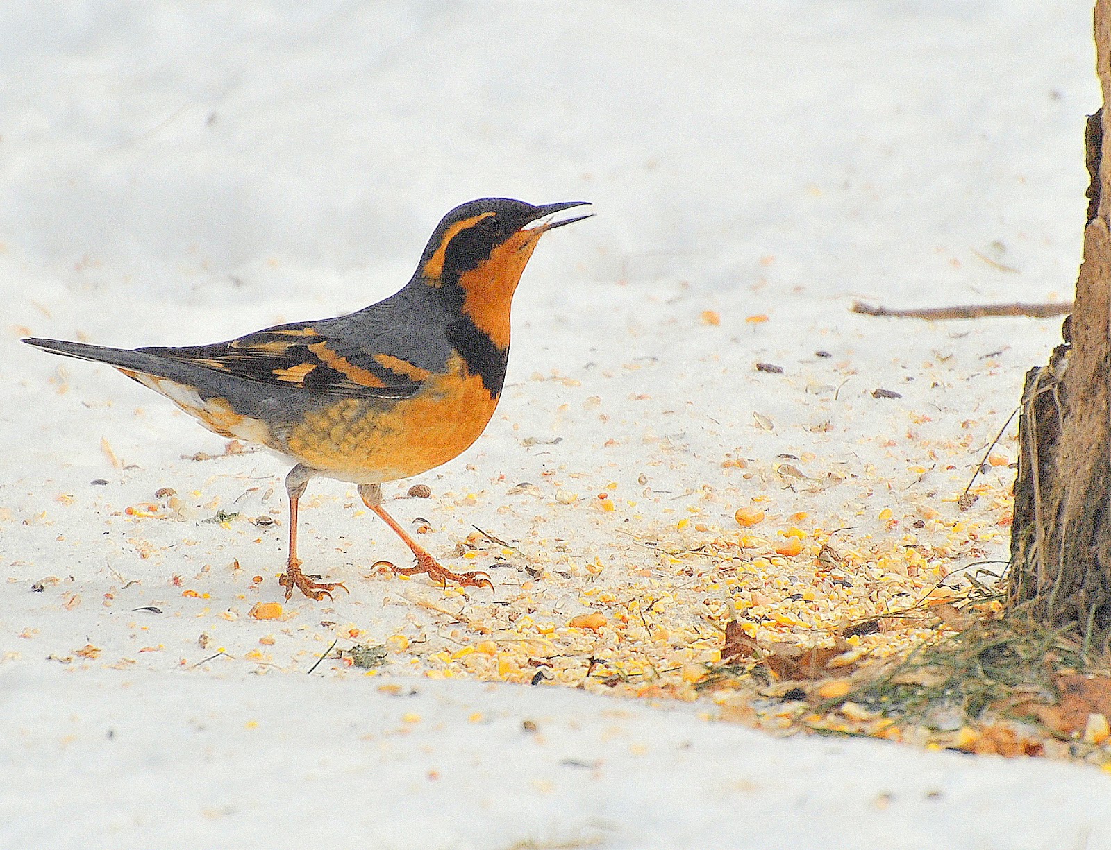 BARRY the BIRDER Ontario Winter Birds 8