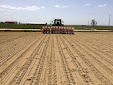 Sowing Sugar beet with Maschio Gaspardo