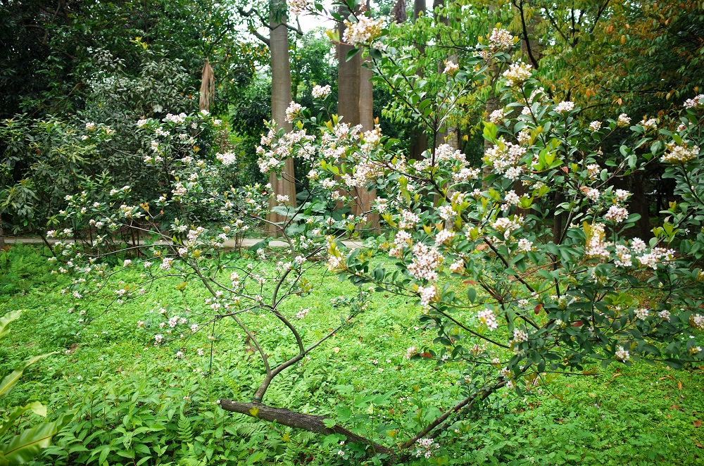 大地回春各地晴朗好天氣,在市民大道北側的華山公園帶狀沿線上、台北植物園石斑木已開始綻放嬌美的白色小花! 大地回春各地晴朗好天氣,在市民大道北側的華山公園帶狀沿線上、台北植物園石斑木已開始綻放嬌美的白色小花!