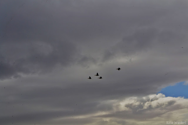 Pelicans flying over Great Salt Lake