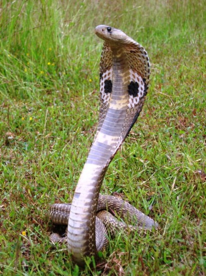 anaconda in hindi anaconda in hindi