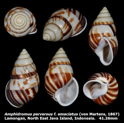 Amphidromus perversus f. emaciatus 41.26mm