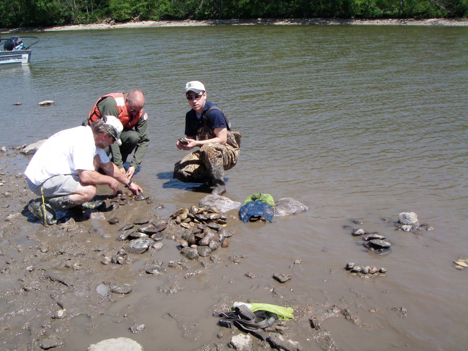 Environmental Almanac Endangered mussel found in Illinois River after
