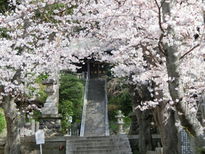  甘縄神明神社の桜