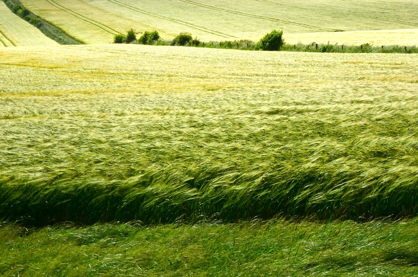 Herry's Journal Favourite Views Fields of Barley