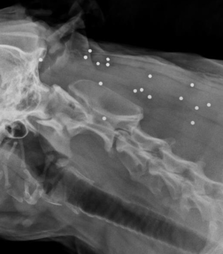 Taco Belle Times "Tails" of a Baby Boomer Veterinarian LEAD POISONING