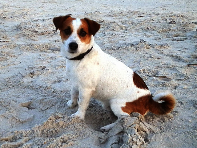 Cholo - Jack Russell Terrier