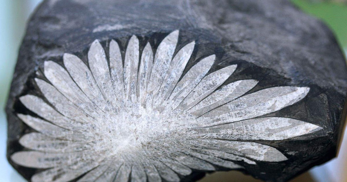 Chrysanthemum Stone: Natural Flower Stone