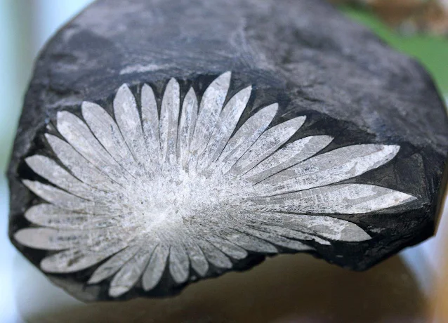 Chrysanthemum Stone: Natural Flower Stone