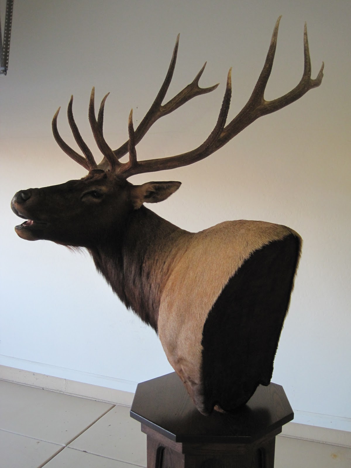 Game Trail Taxidermy Floor Pedestal Elk