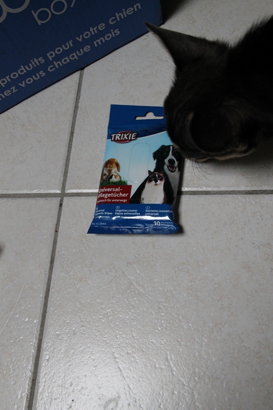 Chien Qui Ne Croque Pas Ses Croquettes Hélium Chihuahua