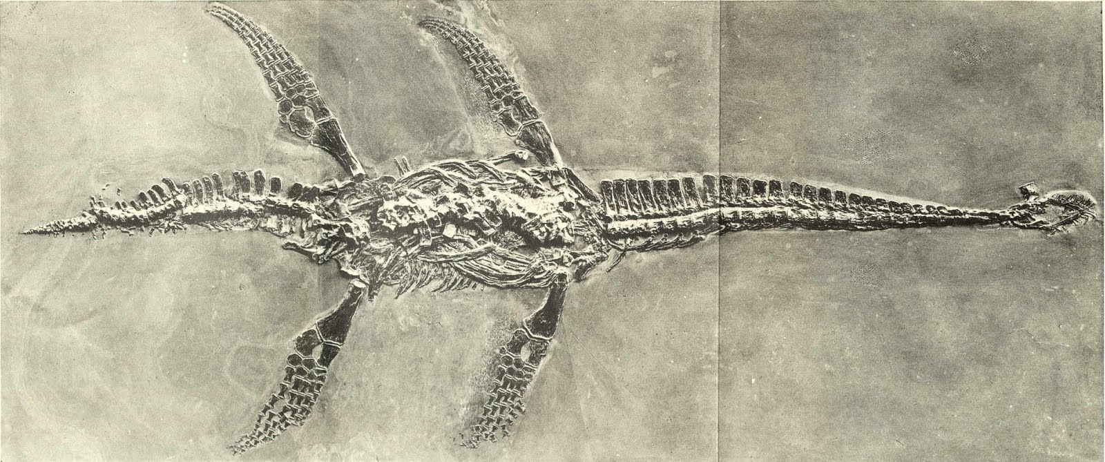 Плезиозавр видео. Кости плезиозавра. Плезиозавр окаменелость. Плезиозавр скелет. Скелет плезиозавра Палеонтологический музей.