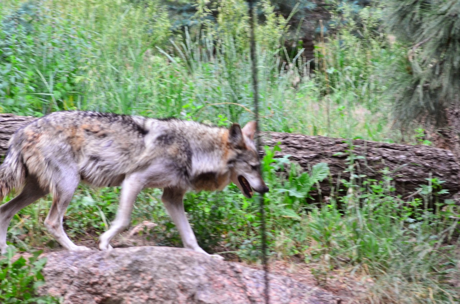 Cheyenne Mountain: Christmas At Cheyenne Mountain Zoo