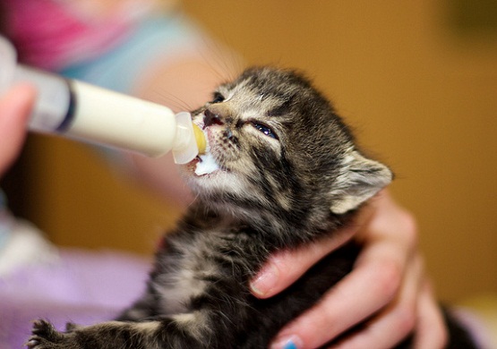 Cara Menjaga Anak Kucing Baru Lahir