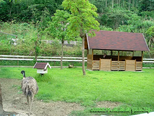 皇后鎮森林|三峽景觀餐廳|賞螢-可愛動物園-烤肉露營