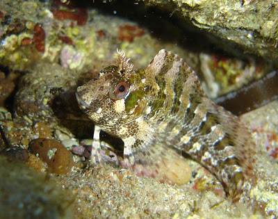 Fish Index Tompot Blenny Parablennius gattorugine 