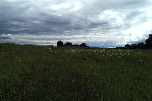 summer, summer meadow, greyhounds, Anne Butera, My Giant Strawberry