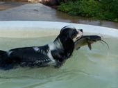 Tanner Man, the Catfishing Dog