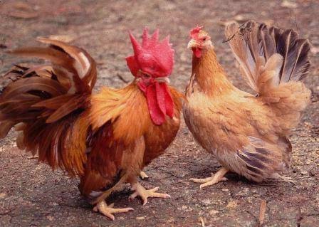 Contoh Hewan Ternak Hias Dan Ciri Cirinya Tentang Kolam Kandang