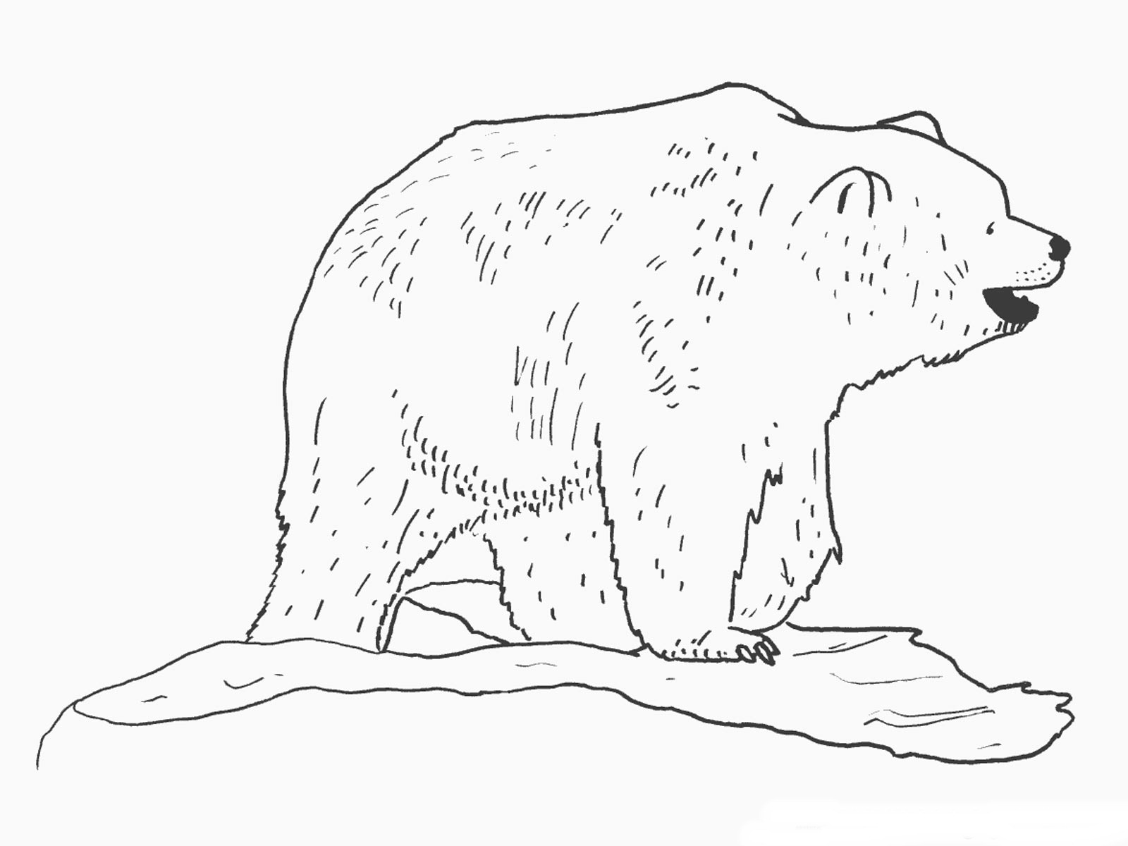 Bear Coloring Pages Realistic Big Pictures Printable Sheet